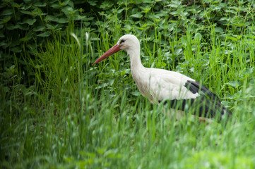 portrait of stork looking for branches for the nest