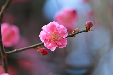 八重咲きの梅の花　Plum blossom