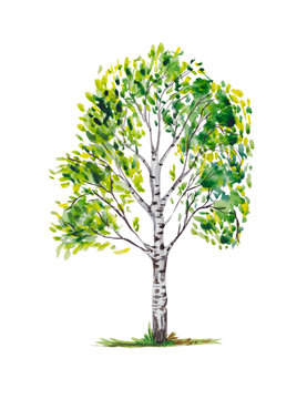 Birch trees.Illustrations is isolated, on a white background, painted in watercolor.