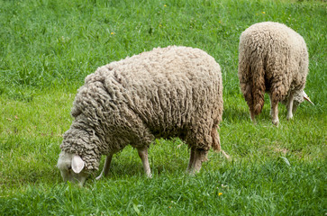 Fototapeta premium portrait of sheep grazing in a meadow