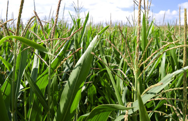 Plants: Maize field in the rural Altenburg county in Eastern Thuringia