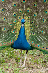 Obraz premium closeup of peacock with colorful plumage