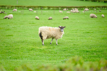 Sheep grazing on The Field, Cotswold, England