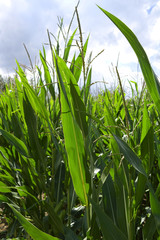 Plants: Maize field in the rural Altenburg county in Eastern Thuringia