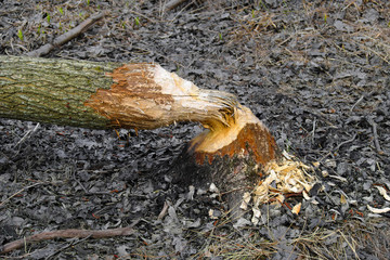 Wood trunk cut by beavers in a wetland wildlife refuge in Mazovian district of Poland, near Warsaw. © Art Media Factory
