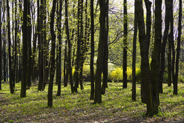 Wood landscape with an early spring green foliage in a city park in Warsaw, Poland