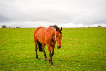 Chestnut Horse in The Farm Land