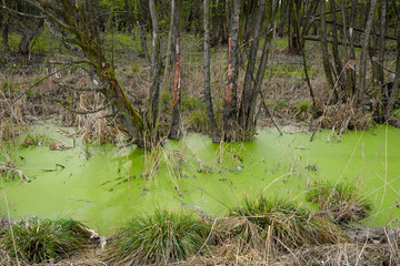 Wetlands, lakes and reeds landscape of a wild birds reserve in central Mazovia region of Poland, in the vicinity of Warsaw in early spring nesting season.