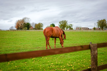 Chestnut Horse in The Farm Land