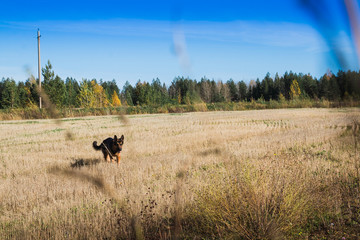 Yellow field and blue sky with louds
