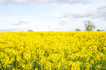A Yellow Field of Rapeseed Flower, England