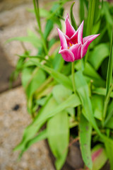 Pink Tulip in England