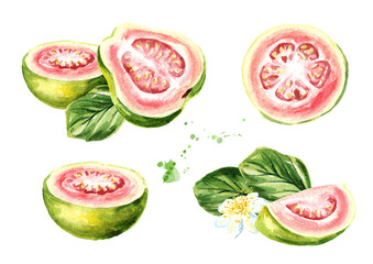 Pink guava fruits set. Watercolor hand drawn illustration, isolated on white background