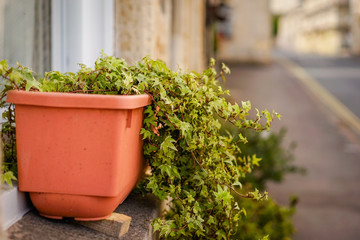 Ivy Plant in The Square Pot
