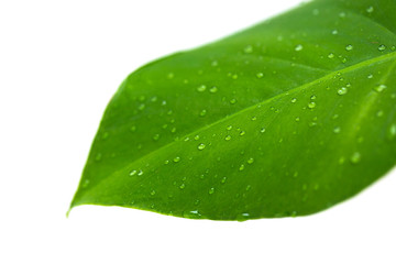 Fototapeta na wymiar water drops on green plant