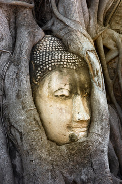 Buddha head in banyan tree, Thailand