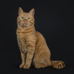 Deep red European Shorthair / street cat sitting straight isolated on black background looking at camera