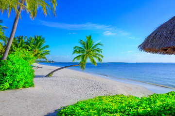 Sea view with beach palm trees and plants