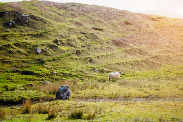 The Grassy Hills of Fairy Glen, Uig, Isle of Skye, Highland, Scotland
