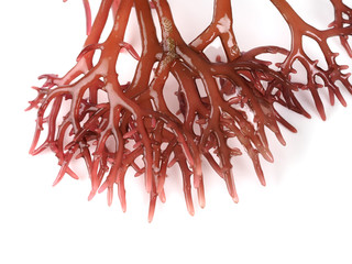 Gigartina Pistillata

Edible red seaweed in the family Gigartina. Binomial name: Gigartina...