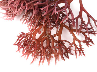 Gigartina Pistillata

Edible red seaweed in the family Gigartina. Binomial name: Gigartina...