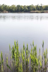 Fototapeta na wymiar lake reed