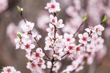 spring blossom tree