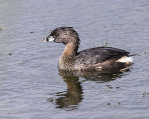 Pied billed Grebe