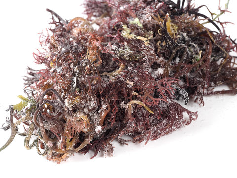 Gigartina Pistillata

Edible red seaweed in the family Gigartina. Binomial name: Gigartina Pistillata.  Salted for conservation.
