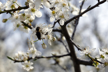Insect pollinating and flying around blossom flower in spring time