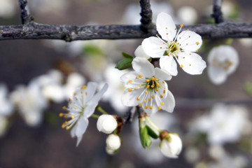 Obraz premium Flowers branches in spring. Nature and blooming in spring time. Bokeh light background.