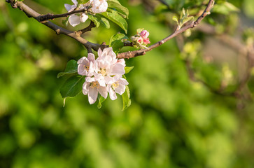 Apfelblüten vor grünem unscharfem hintergrund