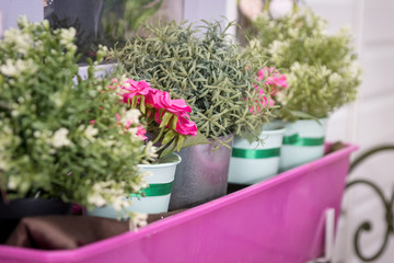 artificial flowers in pots stand in a row in the box