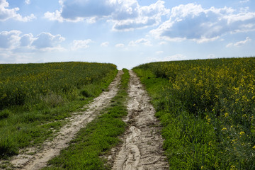 green and yellow young colza field with dirty road and blue sky, Europe, Hungary / agriculture and countryside - spring