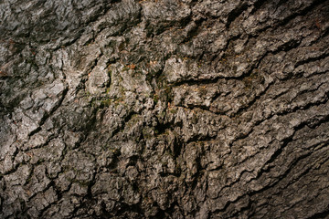 Close-up natural texture of brown bark tree. 