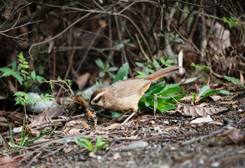 Bird