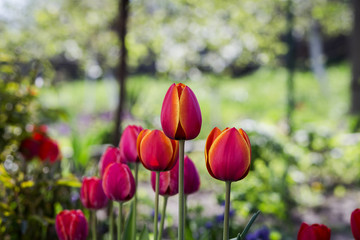 Fototapeta premium Group of beautiful red tulips growing in the garden lit by sunlight on springtime as flowers concept