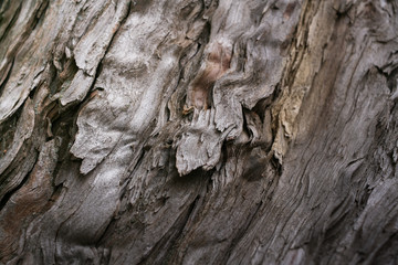 Close-up structure of fibers of old falling apart rotten wood. 