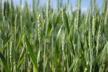 young green weath plants, close up, Europe, Hungary / agriculture and countryside - spring