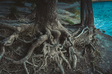 Mysterious huge intertwining roots of trees near blue river. 