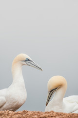 Truly lovers, pair of wild North Atlantic gannets