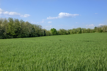 green young weath field with forest background and blue sky, Europe, Hungary / agriculture and countryside - spring