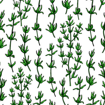 Thyme vector drawing seamless pattern. Isolated  plant and leave