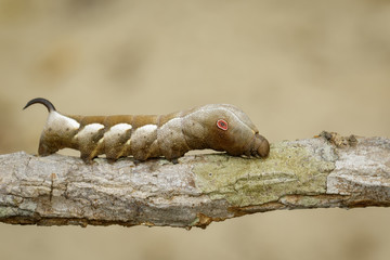 Image of brown caterpillar on branch on natural background. Worm. Insect. Animal.