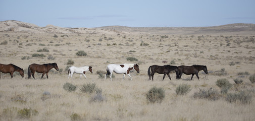 Fototapeta na wymiar Onaqui Herd wild mustangs in the Great Desert Basin, Utah USA