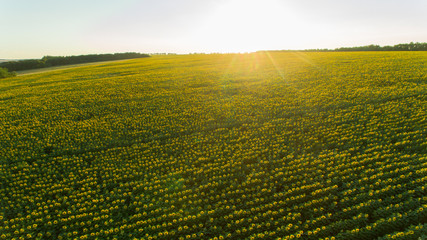 Field of sunflowers in summer