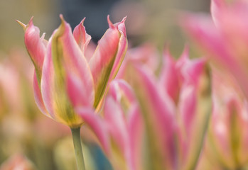 Pinke Tulpen (Tulipa) 