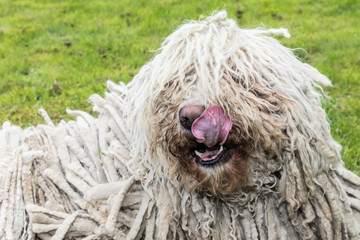 Big white furry dog comodor in the garden.