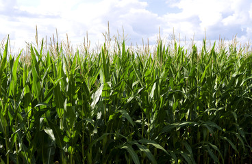 Nobitz / Germany: Maize field in the rural Altenburg county in Eastern Thuringia