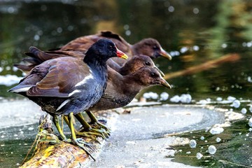 moorhens in start position